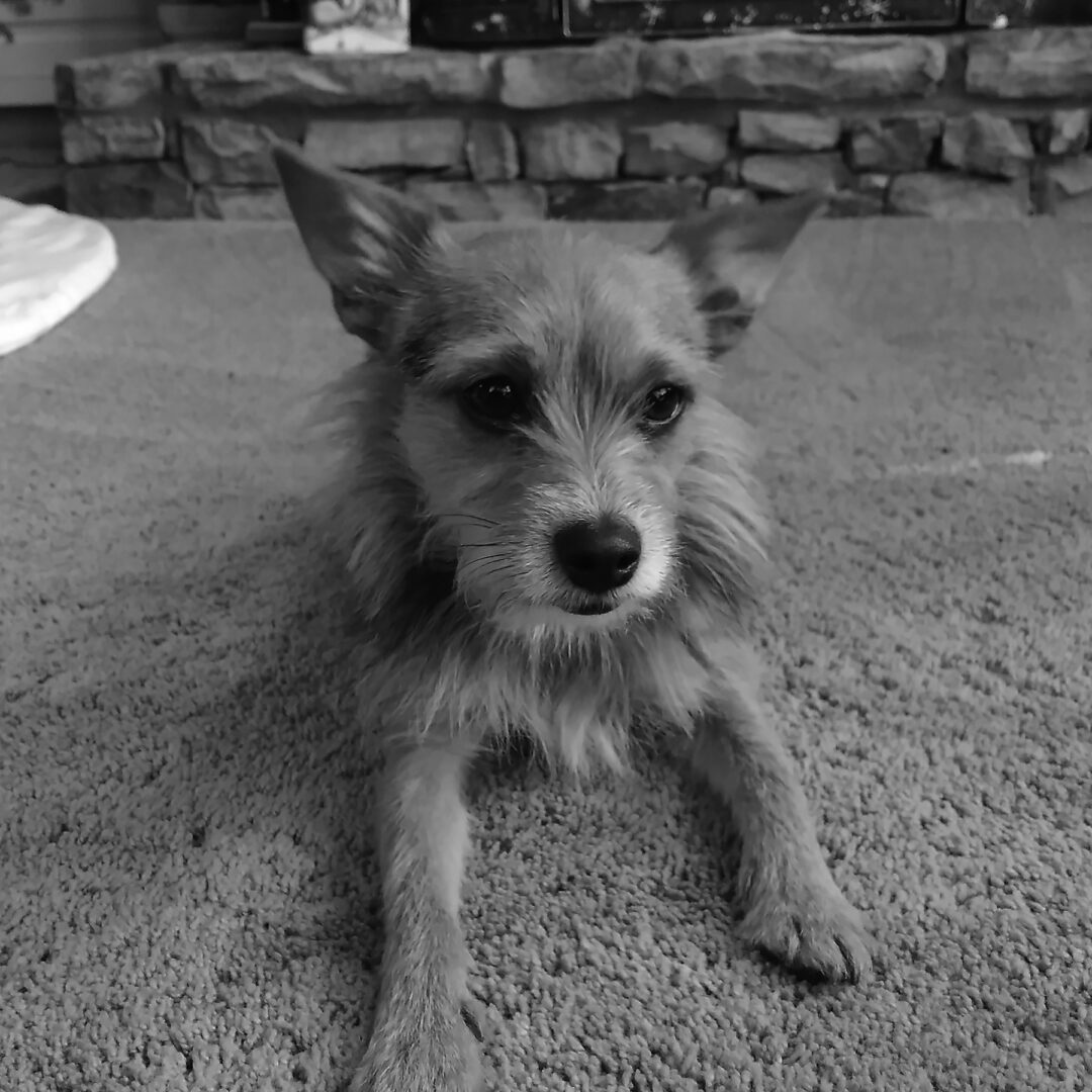 A black and white photo of a small dog laying on the floor.