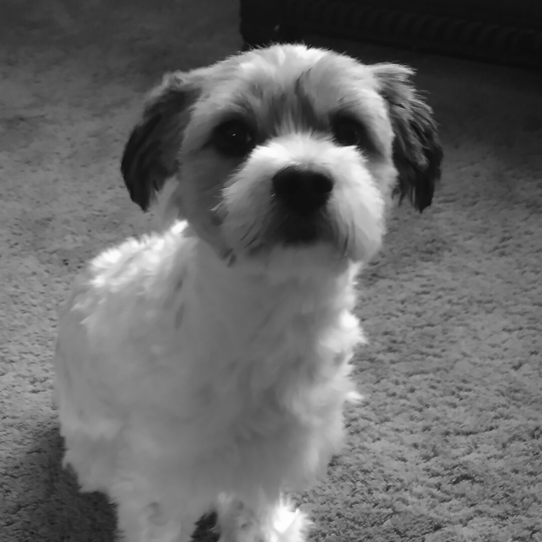 Black and white photo of a small dog sitting on the floor.