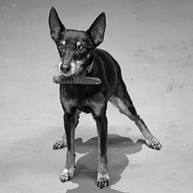 A black and white photo of a dog.