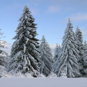 A group of Art Deco Backdrop trees covered in snow.