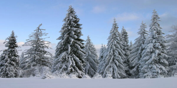 A group of Art Deco Backdrop trees covered in snow.