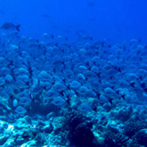 A school of fish on an Art Deco Backdrop.