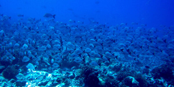 A school of fish on an Art Deco Backdrop.