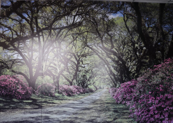 A picture of a Spring Backdrop in a forest.