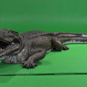 A Life Size Alligator prop with its mouth open on a green screen.