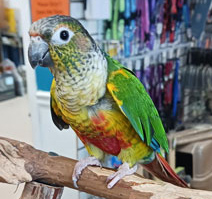 About Us: A colorful parrot sitting on a branch in a store.